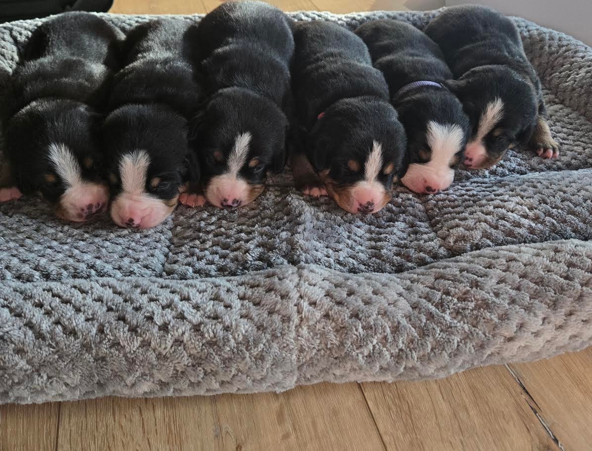 The whole gang