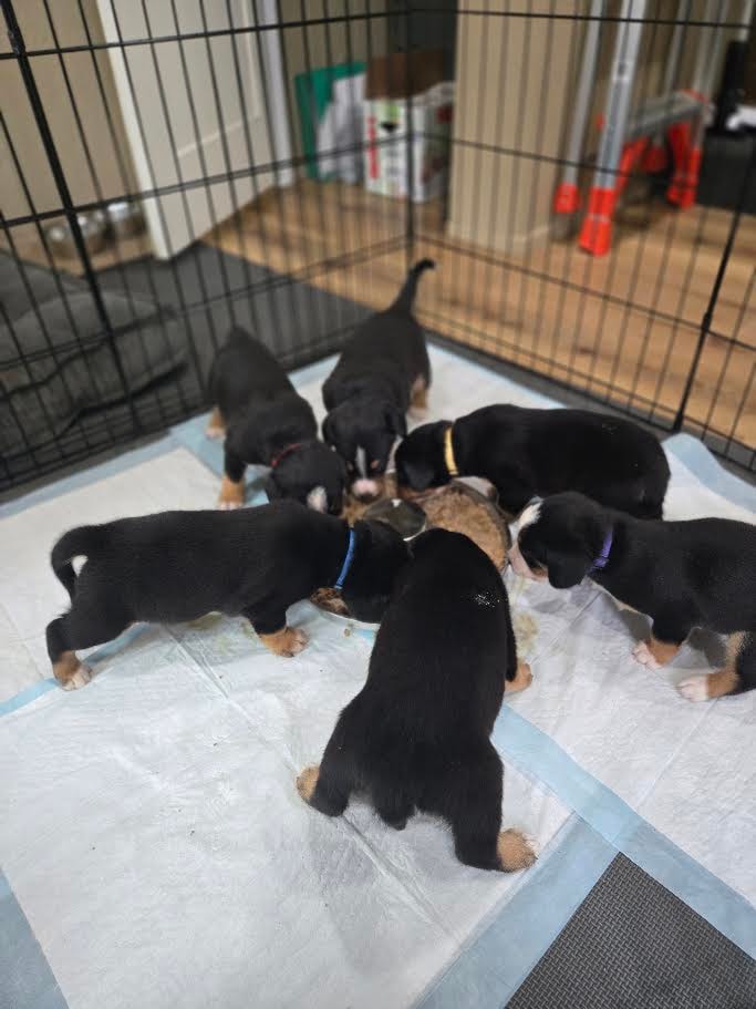 Feeding time