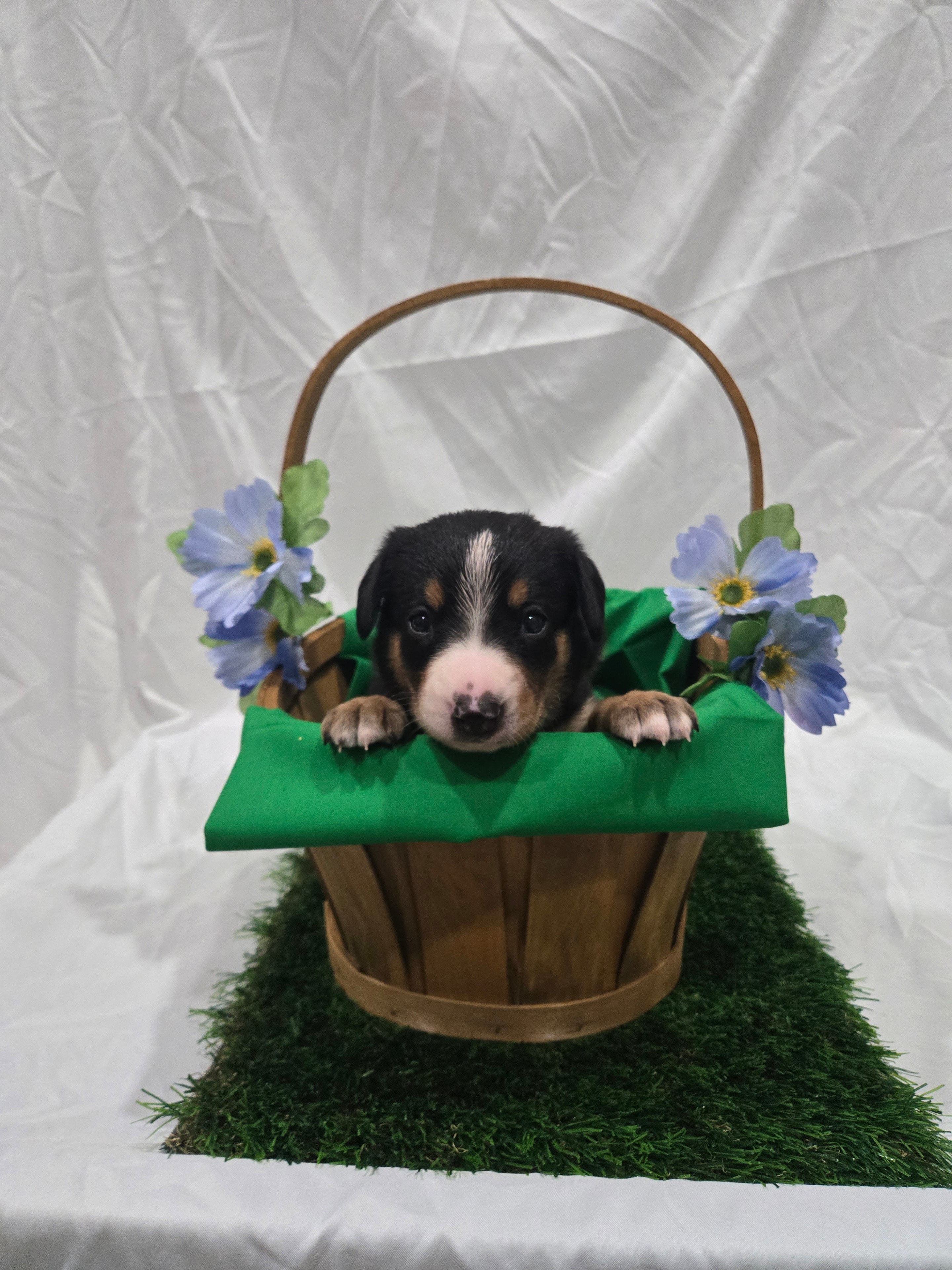 Green Collar Male