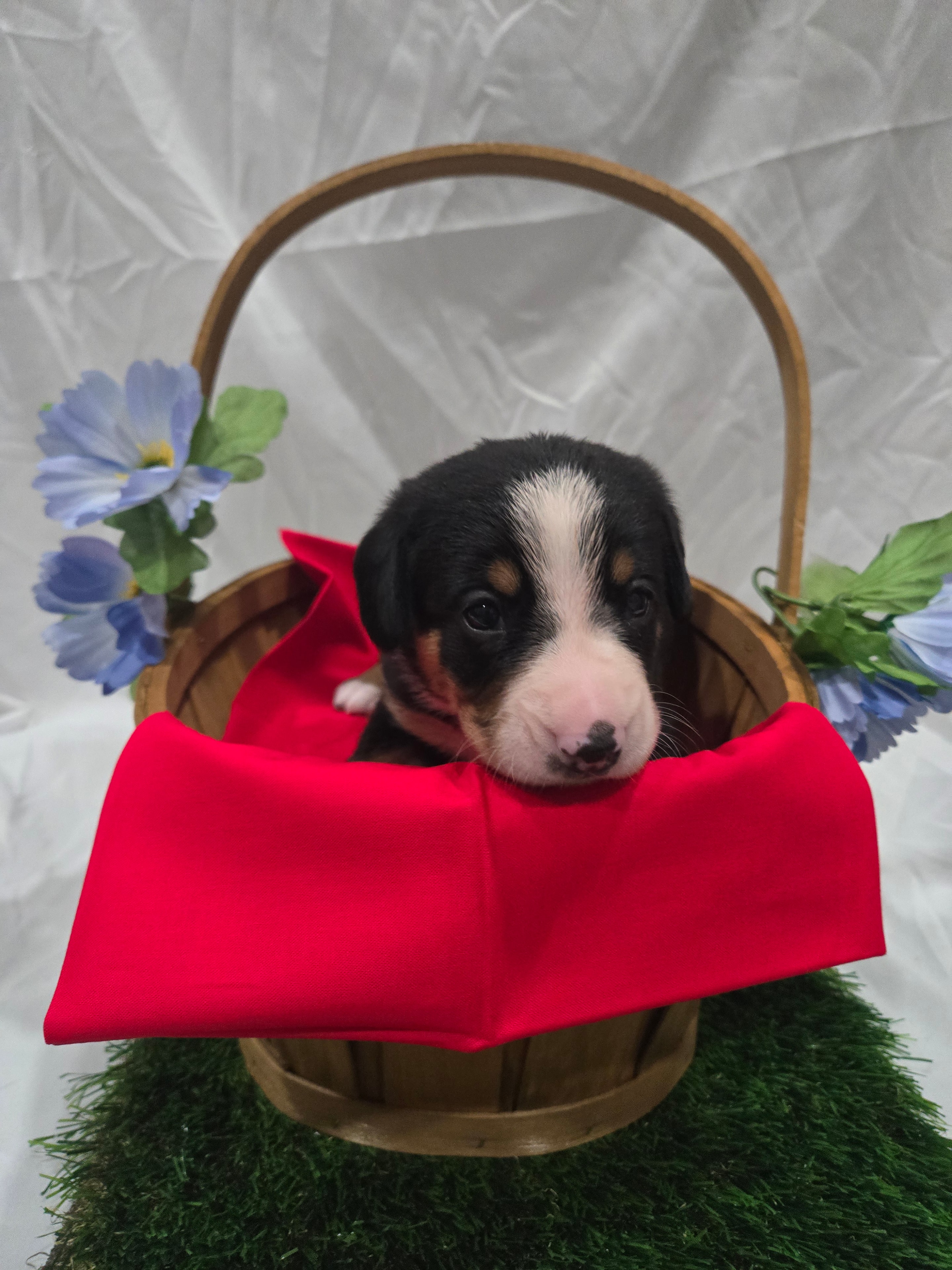 Red Collar Male